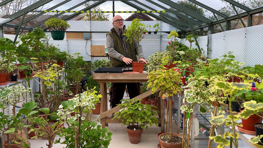 🌱 Breeding Regal Pelargoniums with Mr Pelargonium