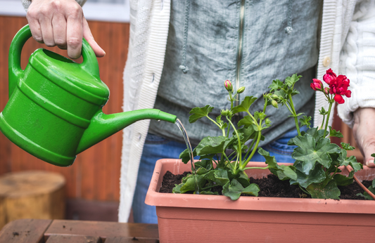 Watering your Pelargoniums