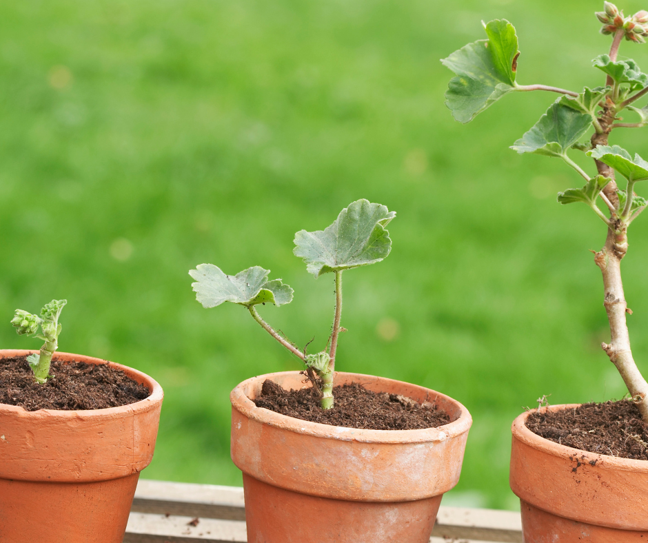 Taking Pelargonium Cuttings