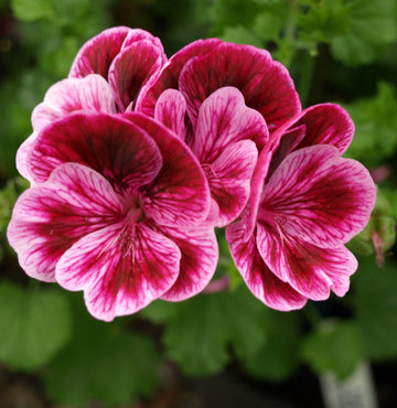 All Pelargoniums – Fibrex Nurseries