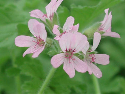 Attar of Roses