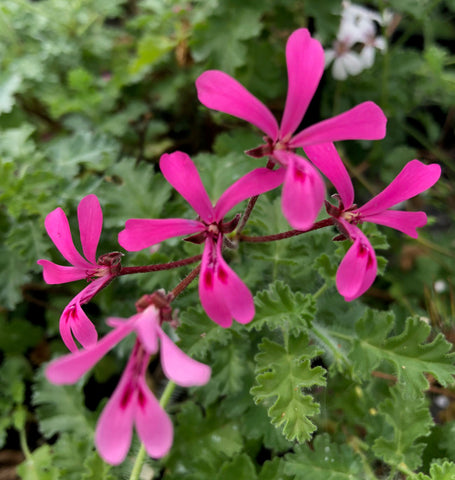 P. ionidiflorum