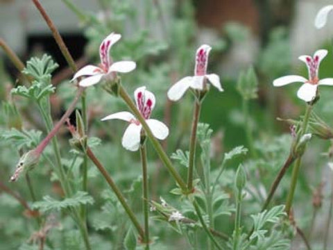 P. abrotanifolium