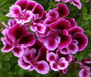 All Pelargoniums – tagged 