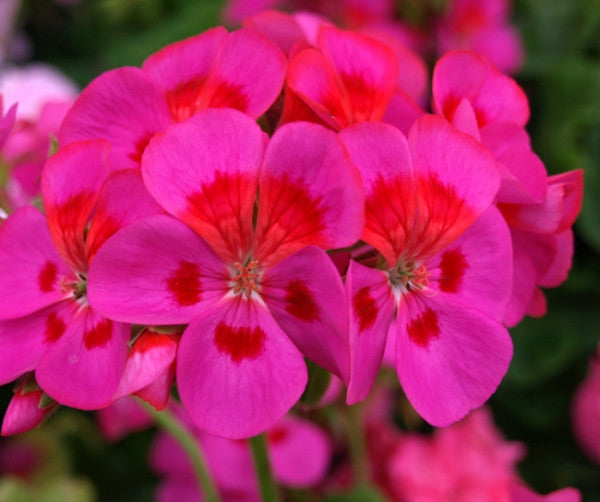 All Pelargoniums – tagged 