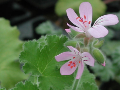 P. capitatum