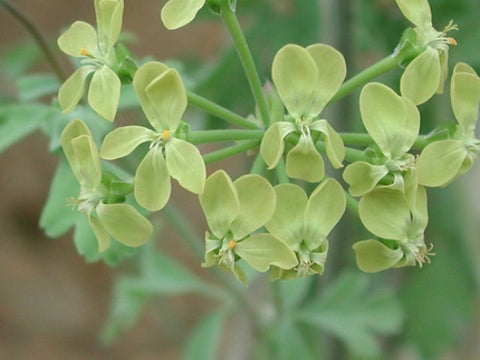 P. Gibbosum