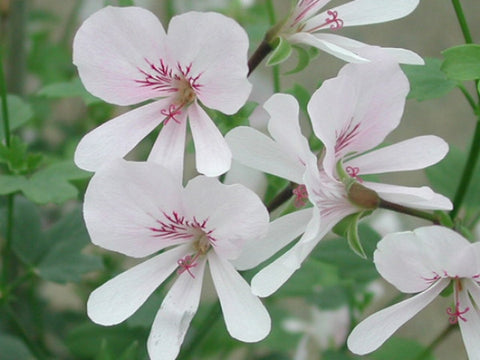 P. grandiflorum