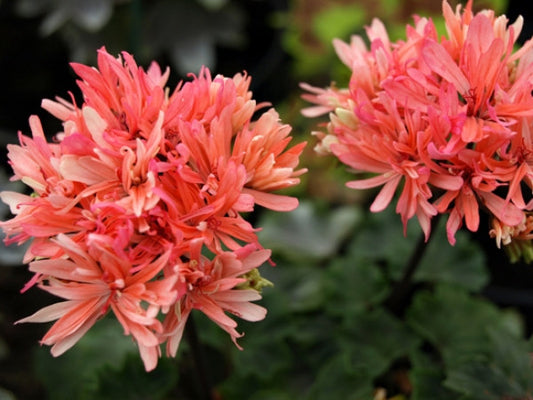 Picture of  Pink Needles