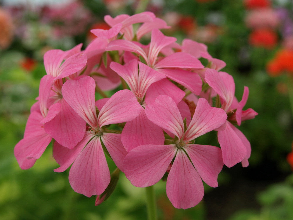 All Pelargoniums – tagged 