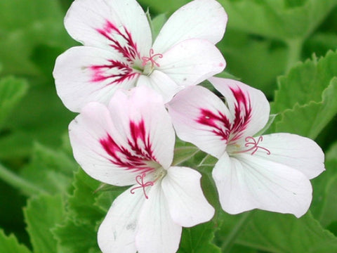 White Unique